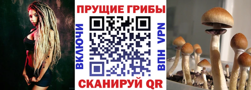 блэк спрут ONION  Самара  Галлюциногенные грибы Cubensis 